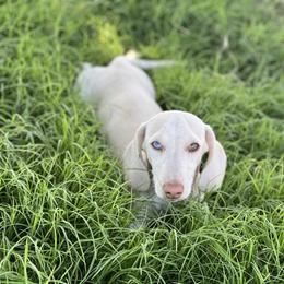 Sonny - Dachshund