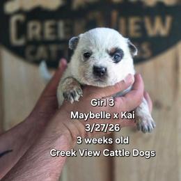 Girl 3 - Blue female Australian Cattle Dog puppy in Monroe, North Carolina from Creek View Cattle Dogs