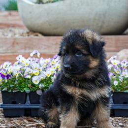 Red collar - Black and red female German Shepherd puppy in Howell, Michigan from Sheyenne’s Shepherds