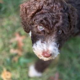 Elizabeth - female Australian Mountain Doodle puppy in Broken Arrow, Oklahoma from Tulsa Australian Mountain Doodles