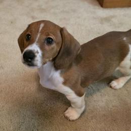 Levi - Piebald male Dachshund puppy in Henderson, Tennessee from ELLIES DARLIN DOXIES