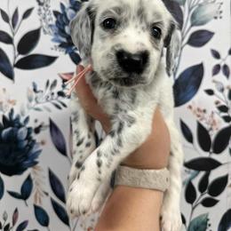 CD - White and black female Dalmatian puppy in Gray, Georgia from Fuller Spots