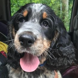 English Springer Spaniels from Muddy Brook Springers