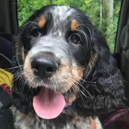 English Springer Spaniels from Muddy Brook Springers