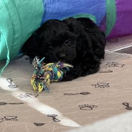 Cavapoo Puppies from Hales Wagging Tails