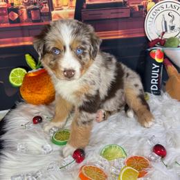 Margarita - Red merle male Australian Shepherd puppy in Fredericksburg, Virginia from Cooper Ridge Aussies