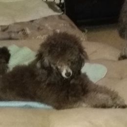 Poodles from Broad Bay Poodles
