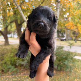 Phantom - Black male German Shepherd puppy in Perrysburg, Ohio from Fancy GSDs