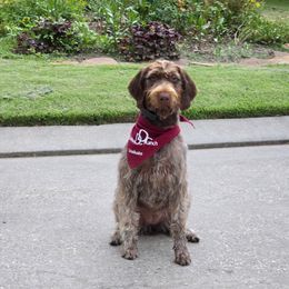 Wolfie - Liver female German Wirehaired Pointer puppy in Hearne, Texas from Hullabaloo Kennels