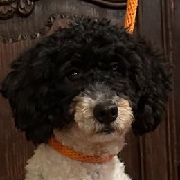Jack - Bernedoodle