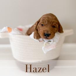 Hazel - Parti female Goldendoodle puppy in Melba, Idaho from KZ Doodles