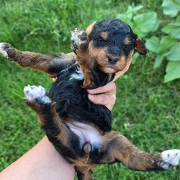 Phantom Female - Phantom female Bernedoodle puppy in Graham, Texas from 2 Rose Ranch Doodles