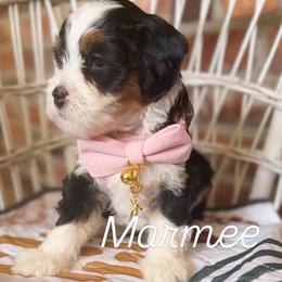 Marmee - Tri-color female Bernedoodle puppy in Snohomish, Washington from Refined Doodles