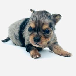 Pooh - Merle male Chihuahua puppy in Hobgood, North Carolina from Four Kids’ Farms, LLC