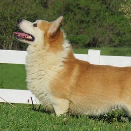 North - Pembroke Welsh Corgi