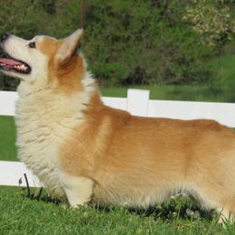 North - Pembroke Welsh Corgi
