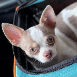 Silo - Chihuahua