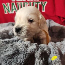 Yellow - Golden female Golden Retriever puppy in Lucasville, Ohio from Halo Kennels