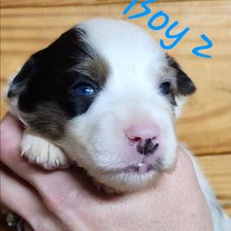 Boy 2 - Blue merle male Miniature Australian Shepherd puppy in Hampton, Tennessee from TC Farms Stock Dogs - Miniature Australian Shepherds