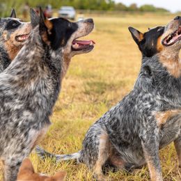 Australian Cattle Dogs from Voodoo Heelers