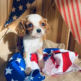 Cavalier King Charles Spaniels from Phoenix Farm