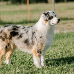 Australian Shepherds from Brush Creek Australian Shepards