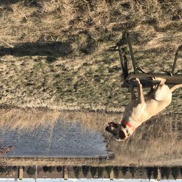 Belgian Malinois and Labrador Retriever All Grown Up from Elite Canine Training & Outfitters