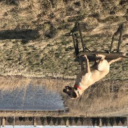 Belgian Malinois and Labrador Retriever All Grown Up from Elite Canine Training & Outfitters