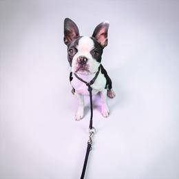 Frannie (special needs) - Black and white female Boston Terrier puppy in Galena, Kansas from RottNBostons