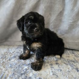 Fifi - female Australian Mountain Doodle puppy in Culpeper, Virginia from Hazel River Doodles