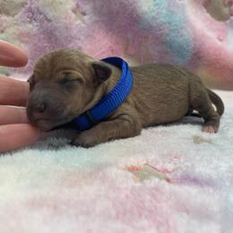 Rusty - Blue fawn male Italian Greyhound puppy in Lancaster, Missouri from White Stone Ranch