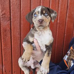 Catahoula Leopard Dog and Pembroke Welsh Corgi Puppies from Peach Tree/Shoreline Catahoulas & Corgis