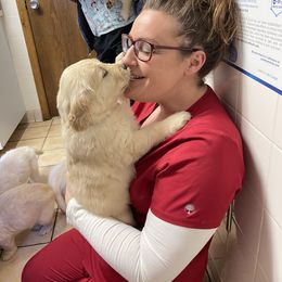 Golden Retriever Puppies from Ruff Life Goldens