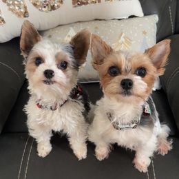 Yorkshire Terrier puppies from Hidden Gems Parti Yorkies