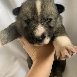 Siberian Husky Puppies from SoFlo Siberians