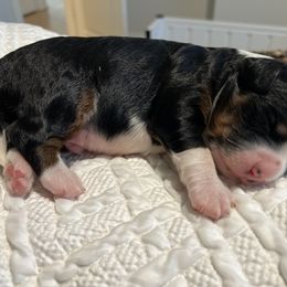 Bernedoodle Puppies from Palmetto Bernedoodles Boutique