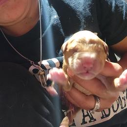 Milo - Golden male Golden Retriever puppy in Milwaukee, Wisconsin from Pedigree Golden Retrievers