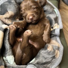 Russell - Chocolate Dachshund puppy in North Reading, Massachusetts from The Well Tempered Dachshund