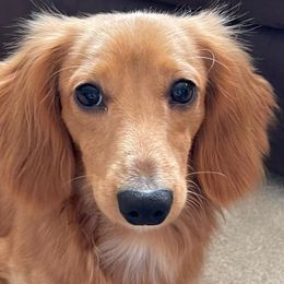 Dachshunds from Wispy Willow