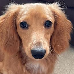 Dachshunds from Wispy Willow