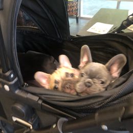 French Bulldog and Newfoundland Puppies from Haywire Frenchies & Newfoundland’s