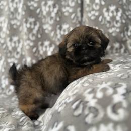 Barry - Gold male Shih Tzu puppy in Shawnee, Oklahoma from Black Velvet Shih Tzu