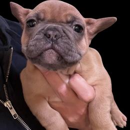 Aspen - Blue fawn female French Bulldog puppy in Connersville, Indiana from MoonShine Babies