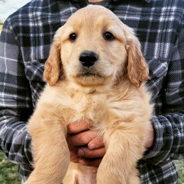 Golden Retriever Puppies from Emma's Golden Puppers