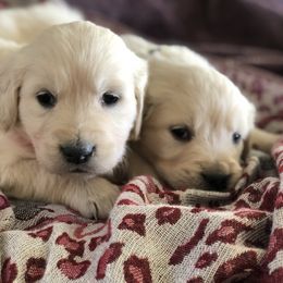 Golden Retriever Puppies from Brightside Goldens