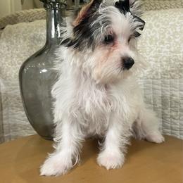 Bailey - Parti female Yorkshire Terrier puppy in Calhoun, Georgia from Peach State Yorkies