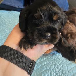 Green collar - Black and tan male Cocker Spaniel puppy in South Milwaukee, Wisconsin from South East Wisconsin cocker spaniels