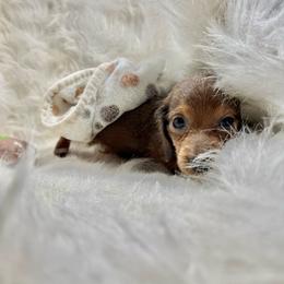 Charlie - Chocolate and tan male Dachshund puppy in Fort Worth, Texas from Louis' Litters