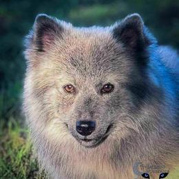 Remington's Ranger Wolf Silver Stunner - Silver male Pomsky puppy in Perkins, Oklahoma from A-Dream Pomsky Kennel