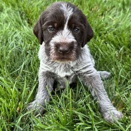 Girl 3 - Brown and gray female Wirehaired Pointing Griffon puppy in Idaho from Muddy Paws WPG